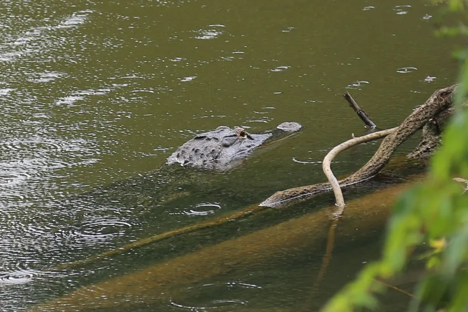 Copy_of_Gator_Boardwalk_370727